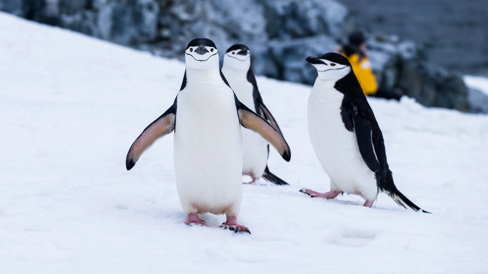 Linux Dedicated Servers: How to Choose the Right Distribution